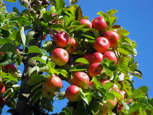 apples nom nom nom