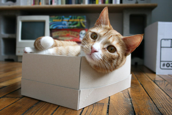 shelly the cat in her shoebox bed